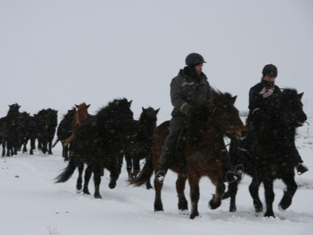 Iceland -Ride, Hot Springs and Whales!